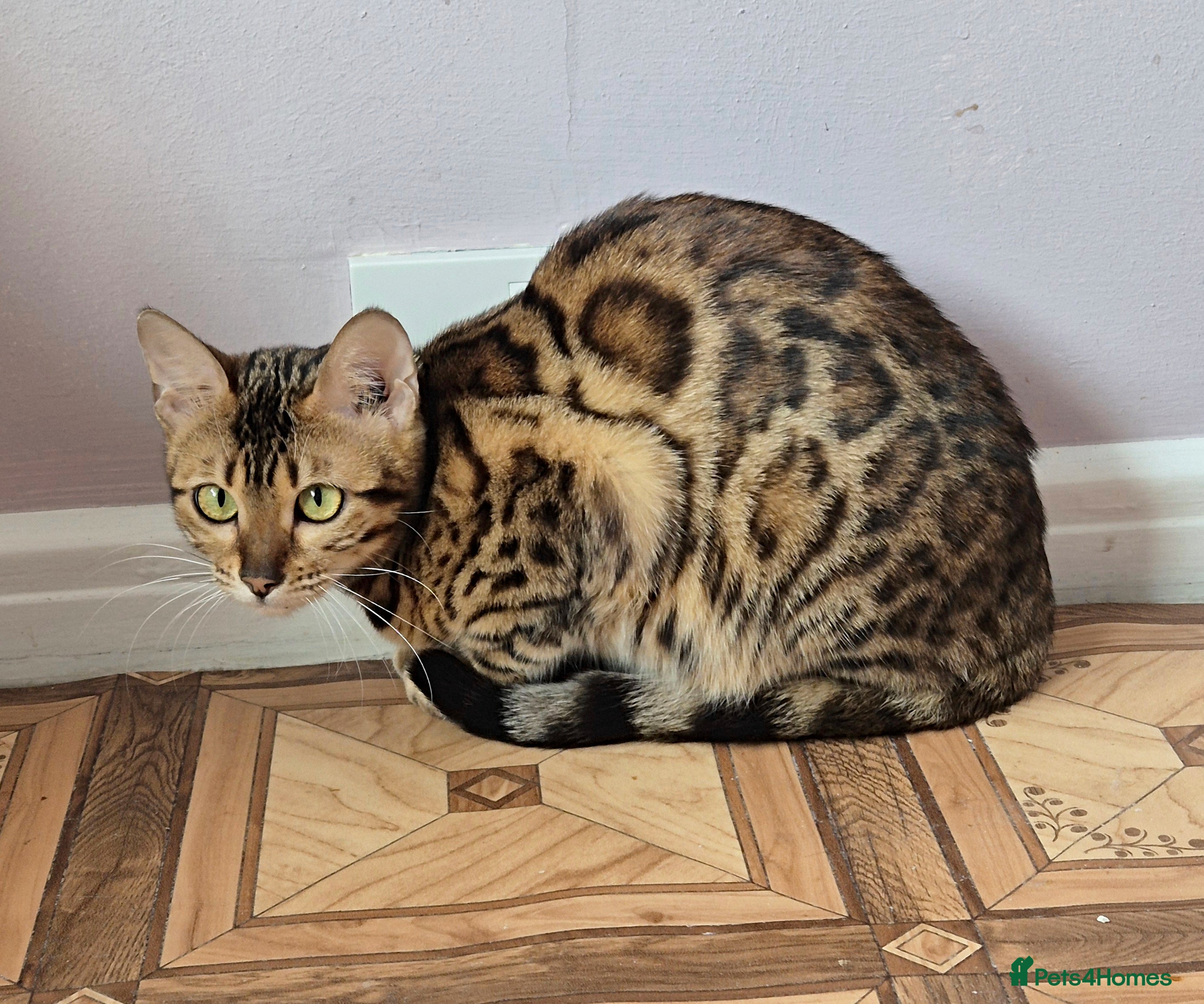 Bengal cats Superb TICA Active Girl - Advert 18