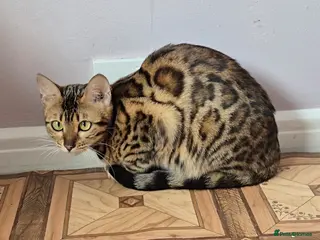 Bengal cats Superb TICA Active Girl - Advert 18