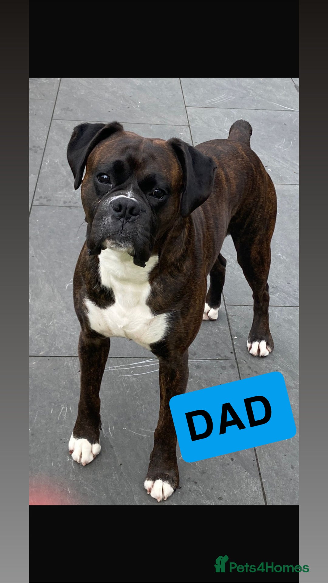 Boxer dogs for sale: Kc registered boxer puppies  - Advert 5