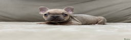 French Bulldog dogs for sale:  KC Registered French Bulldog Puppies - Advert 9