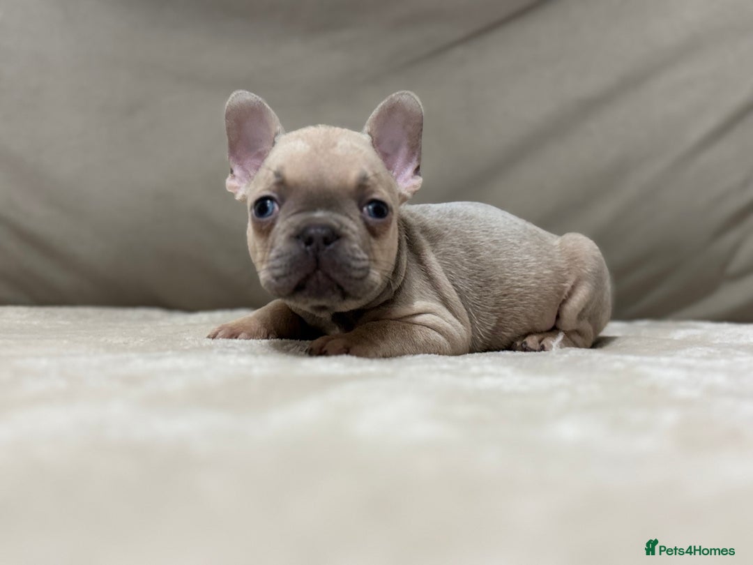 French Bulldog dogs for sale:  KC Registered French Bulldog Puppies - Advert 9