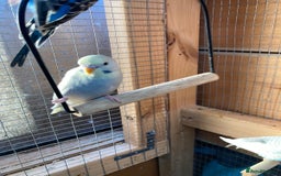 Budgerigars birds for sale: Baby budgies aviary bred  - Advert 11