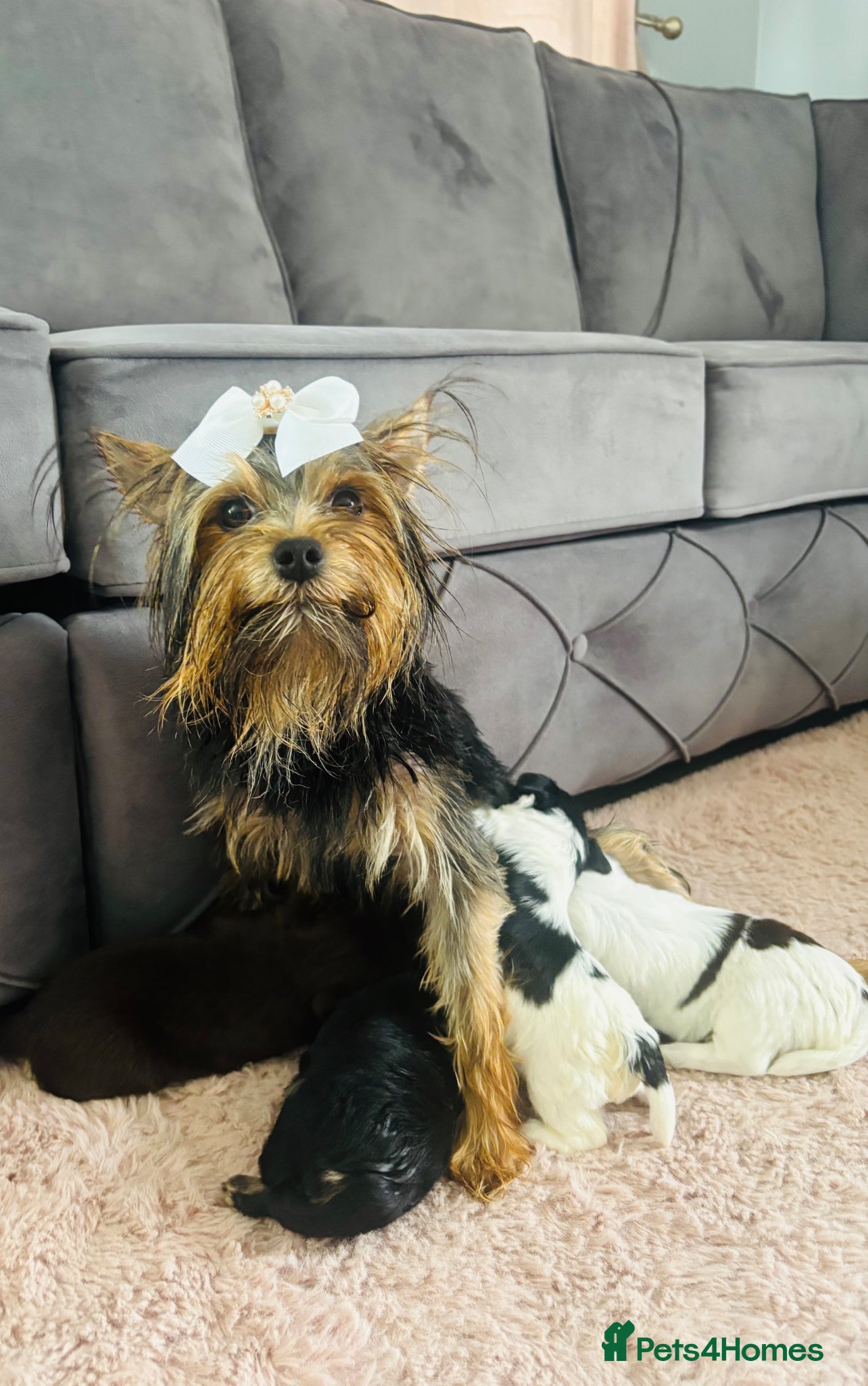 Yorkshire Terrier dogs for sale: Beautiful biewer Yorkshire terrier - Advert 5