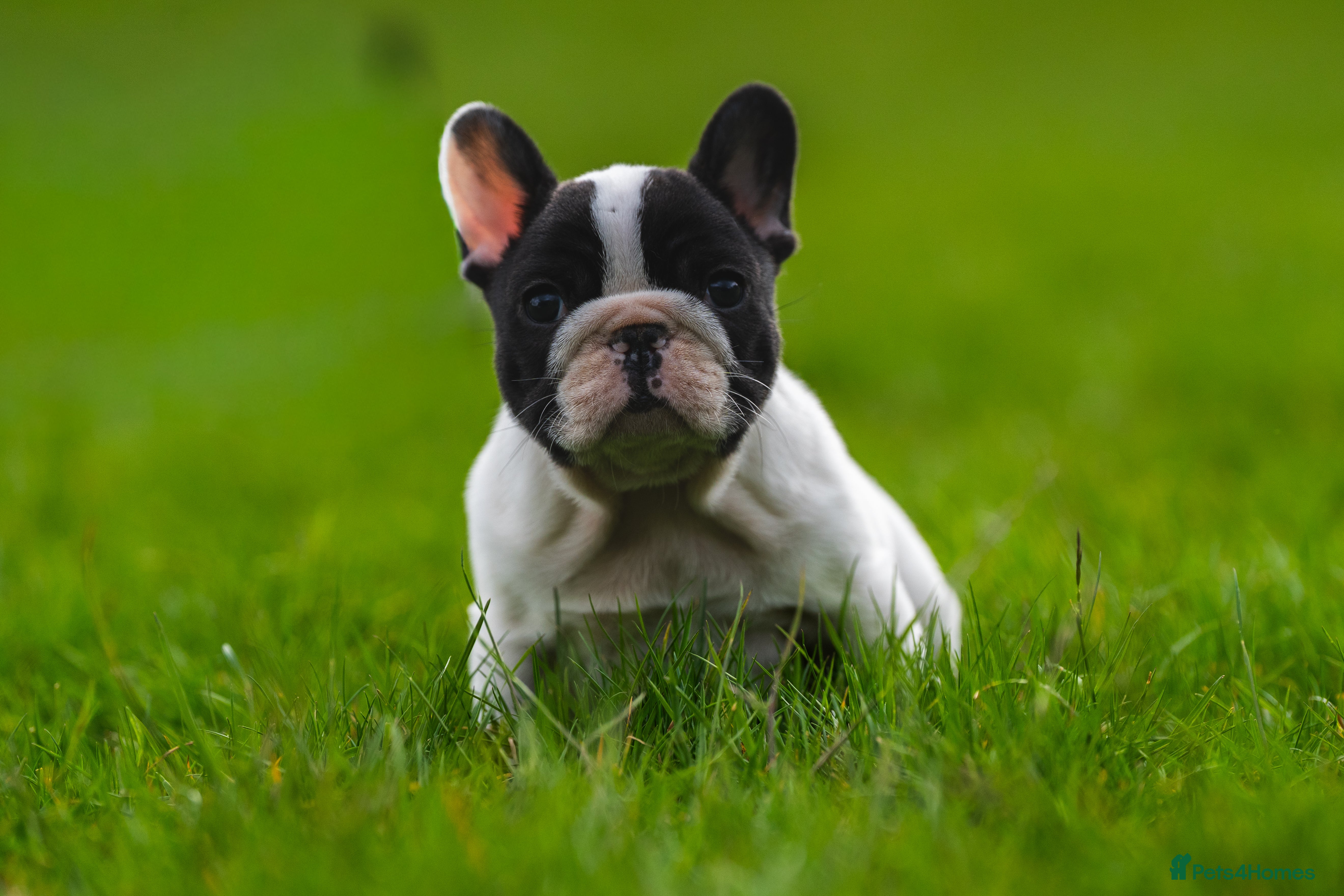 French Bulldog dogs for sale: KC fully health genetic & tested puppies - Advert 7