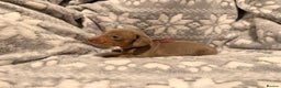 Miniature Dachshund dogs for sale: STUNNING miniature Daschunds  - Advert 4