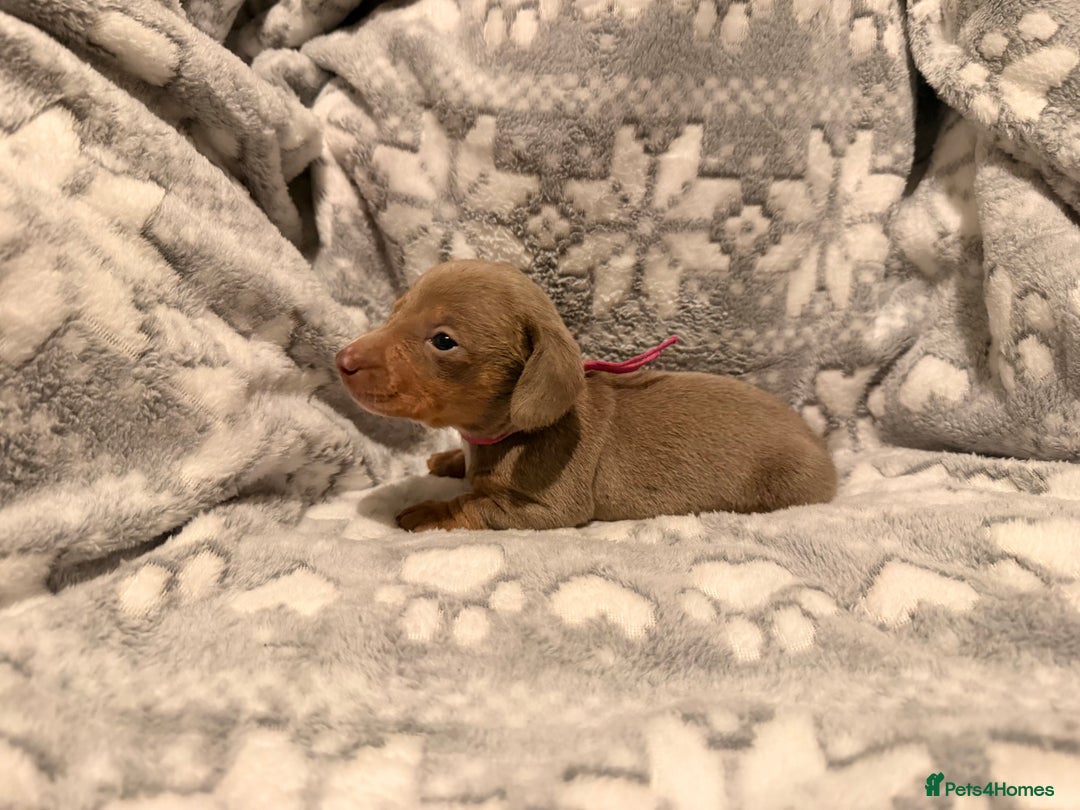 Miniature Dachshund dogs for sale: STUNNING miniature Daschunds  - Advert 4