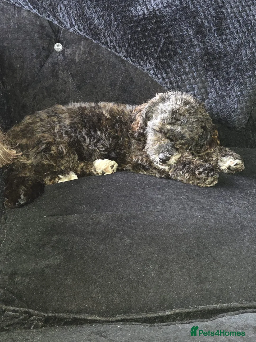 Shihpoo dogs for sale: Girl Shih poo  in Liverpool - Advert 1