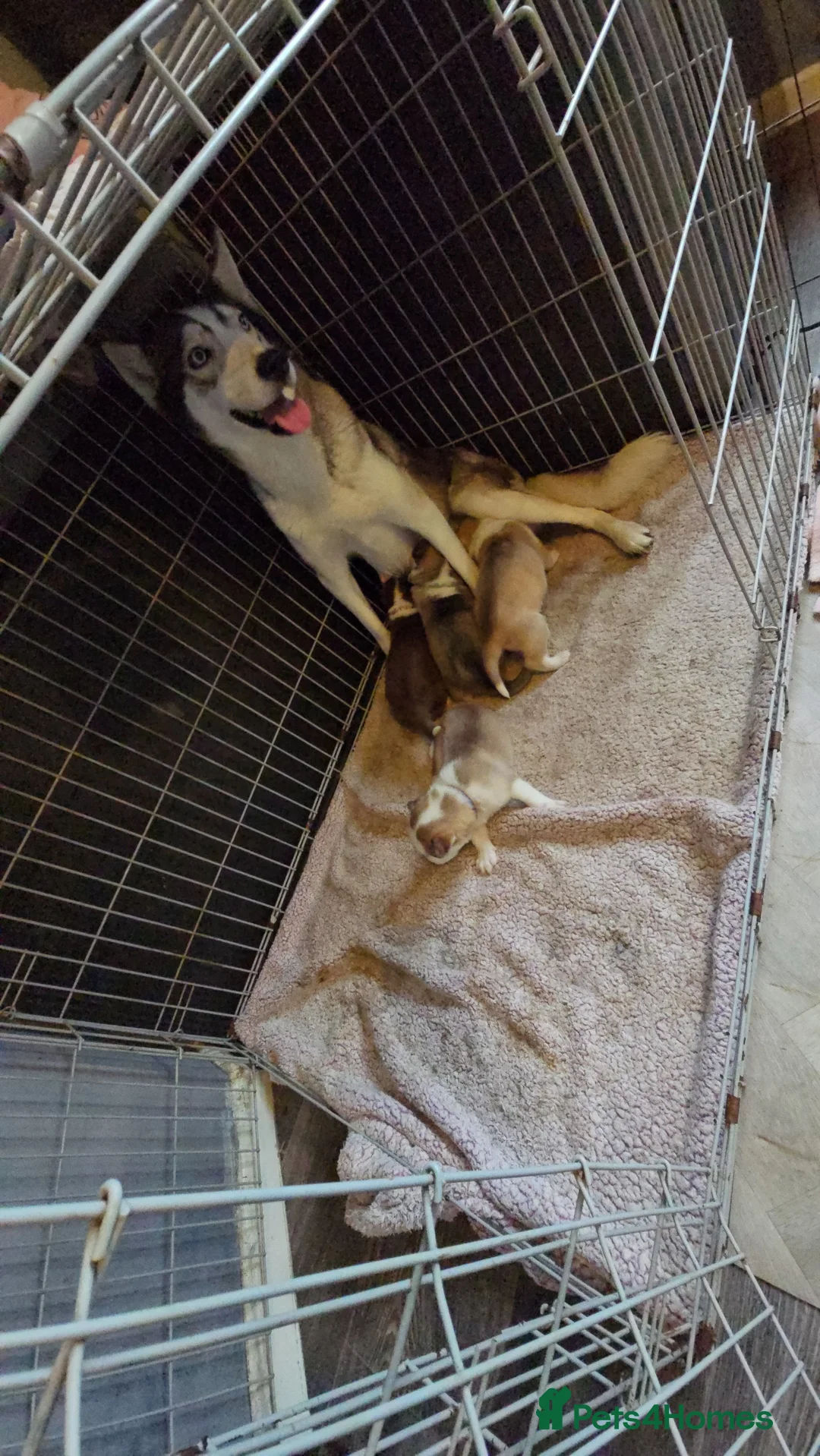 Siberian Husky dogs for sale: Husky puppies  - Advert 33