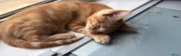 Mixed Breed cats for sale: 3 Beautiful Ginger Mix Siamese Boys Ready Now - Advert 4