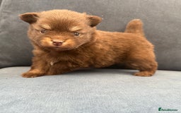 Pomchi dogs for sale: Stunning little loving girl - Image 2