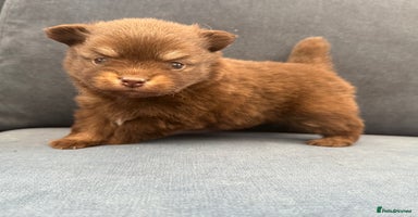 Pomchi dogs - Advert 3