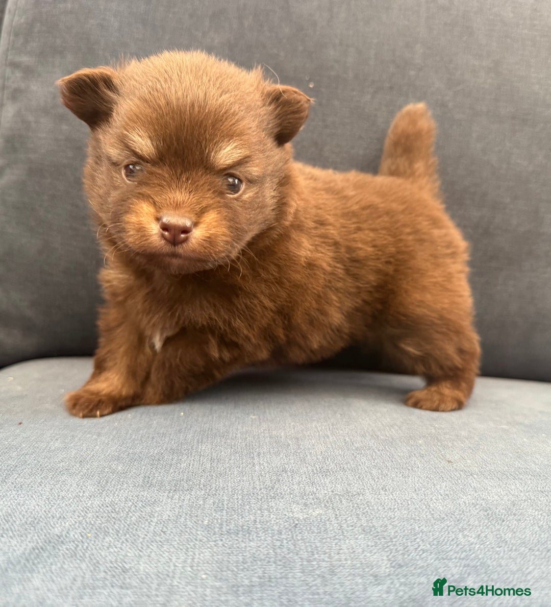 Pomchi dogs for sale: Stunning little loving girl - Image 2