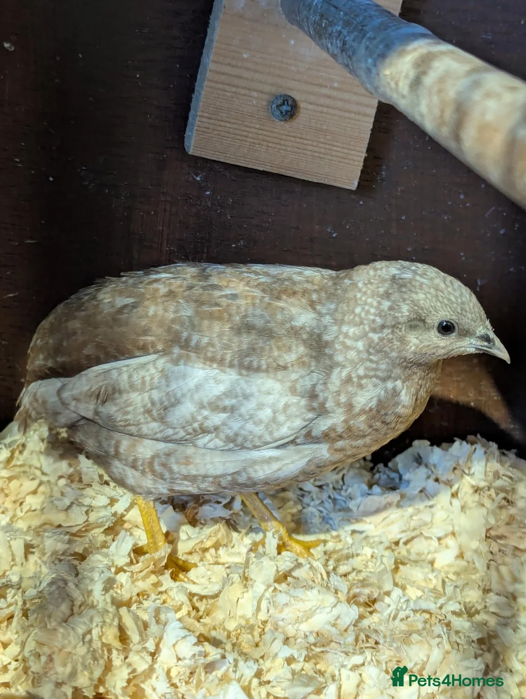 Conures birds for sale: 2 x Chinese painted quails  in Tain - Advert 6