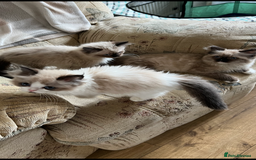 Ragdoll cats for sale: Beautiful Ragdoll kittens  - Image 14