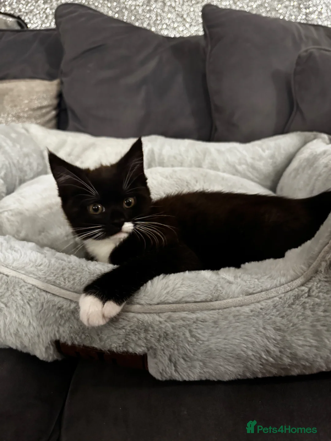 Maine Coon cats for sale: Beautiful Mainecoon mixed kittens  - Advert 5