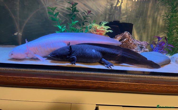 Axolotl reptiles - Advert 1