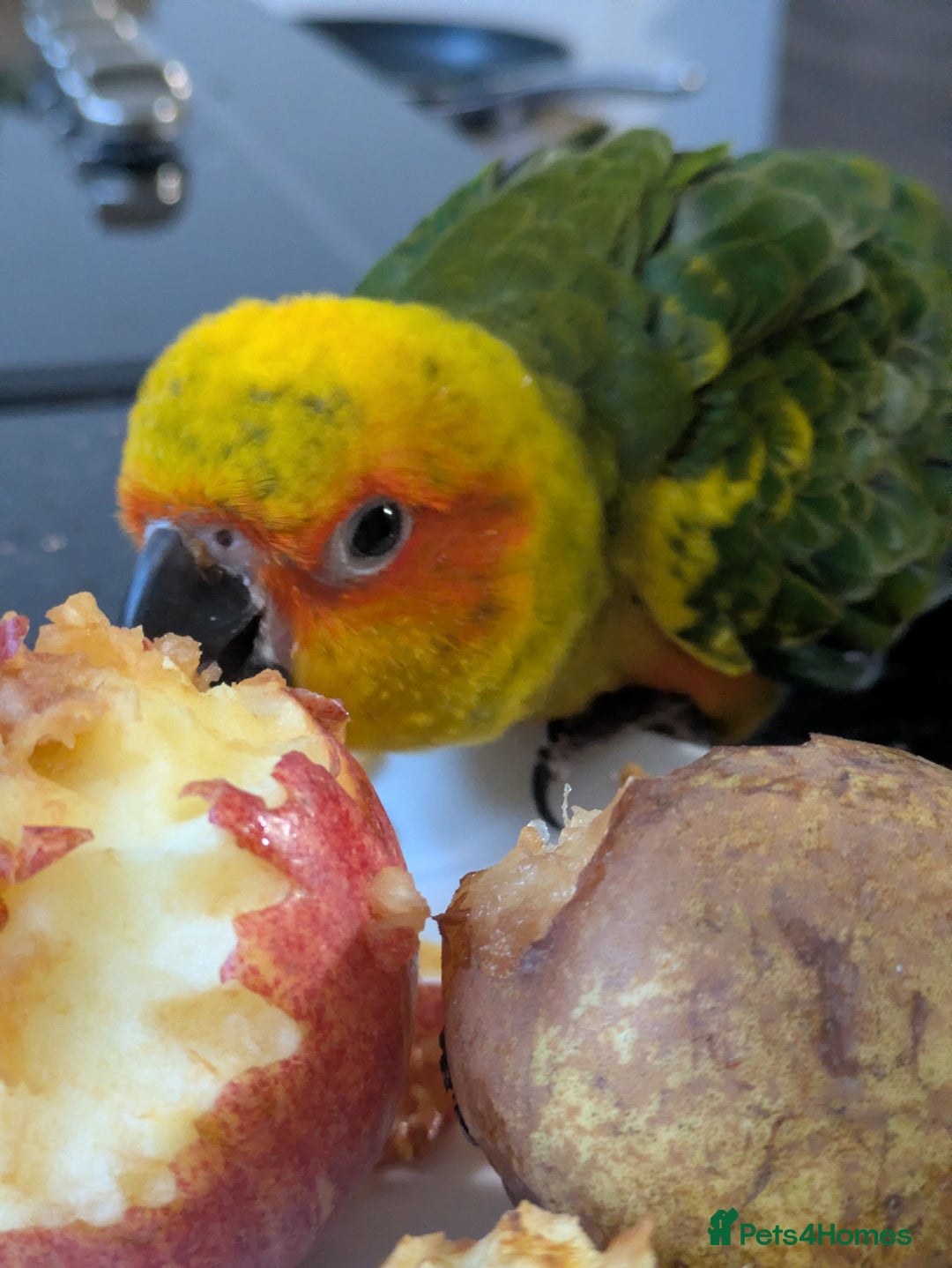Conures birds for sale: Sun Conure super friendly baby - Advert 10