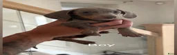 Dachshund dogs for sale: 4 beautiful dashhunds  in Walsall - Advert 5