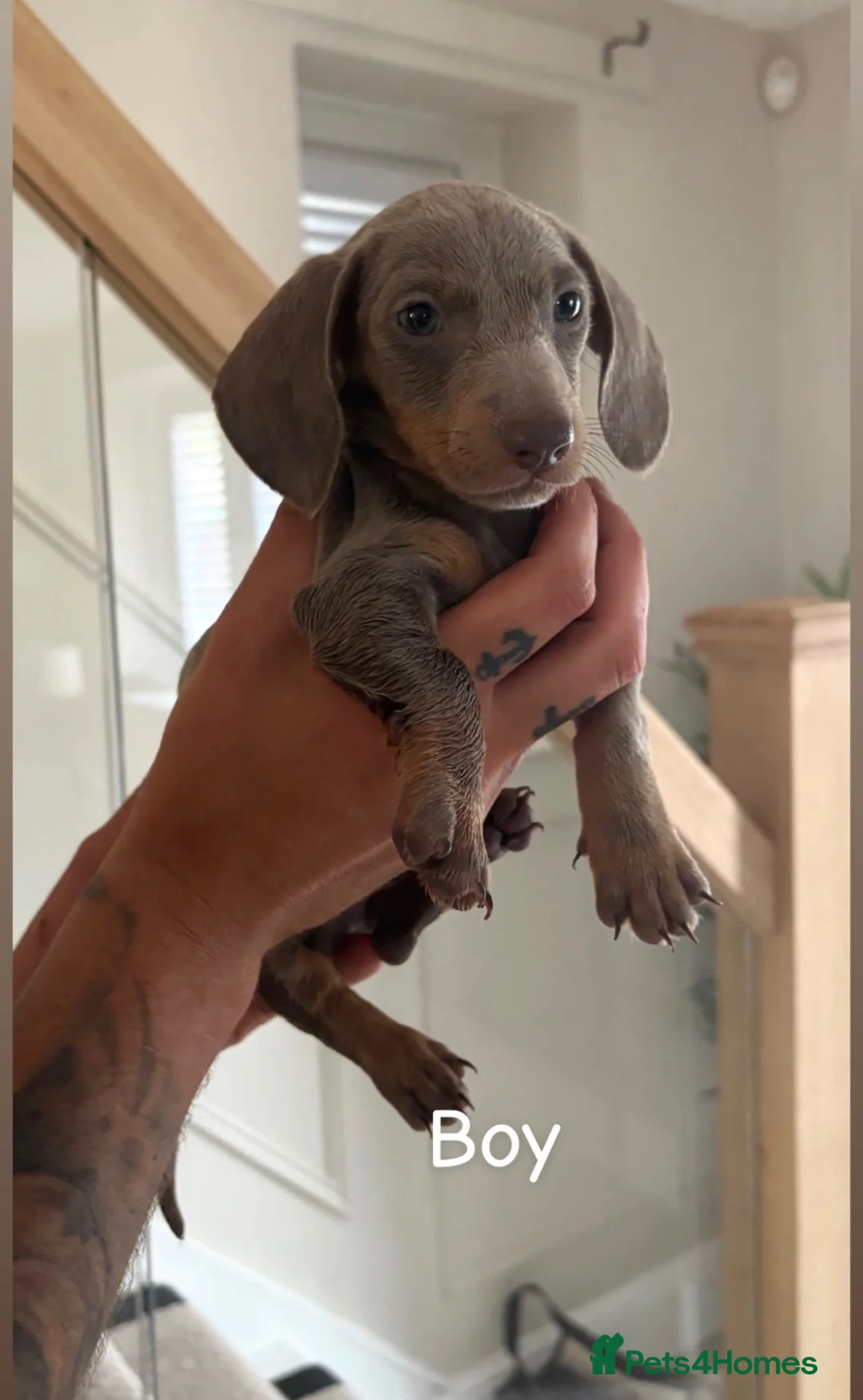 Dachshund dogs for sale: 4 beautiful dashhunds  in Walsall - Advert 5