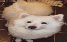 Samoyed dogs for sale: STUNNING SAMOYED PUPPY  🐾  - Image 4