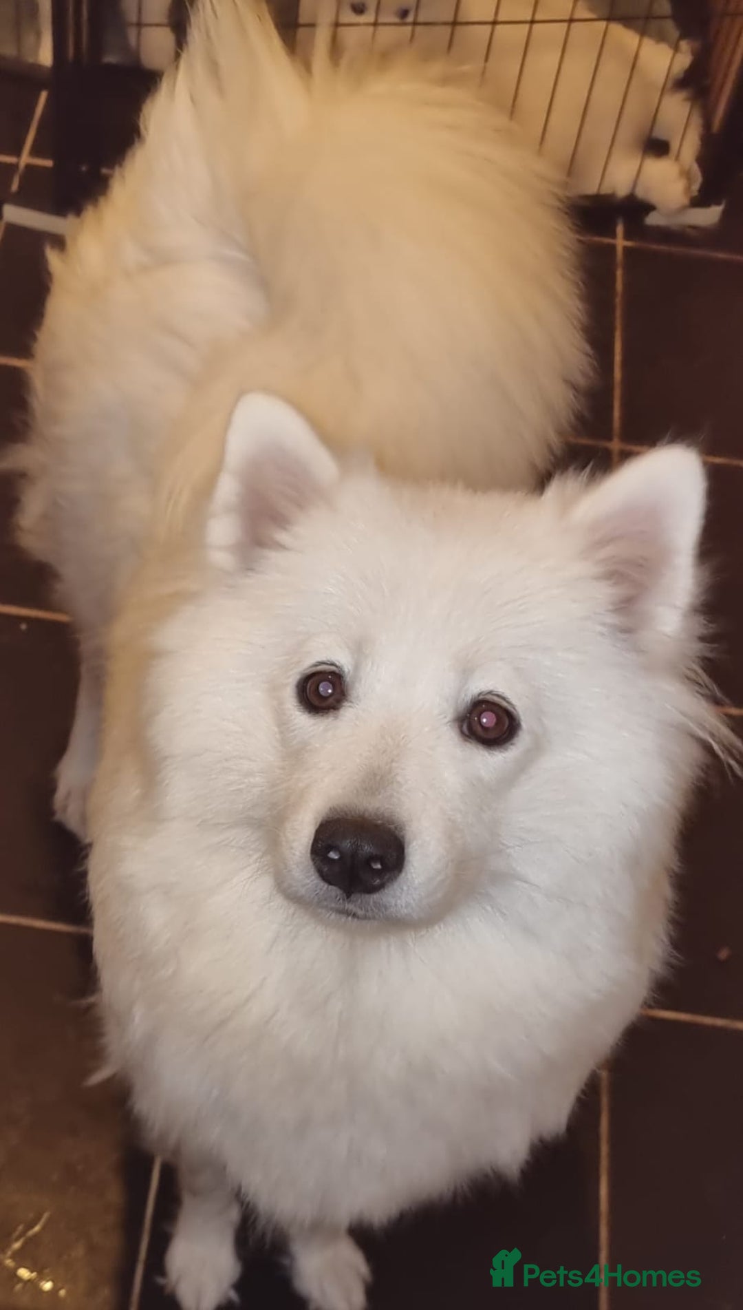 Samoyed dogs for sale: STUNNING SAMOYED PUPPY  🐾  - Image 4