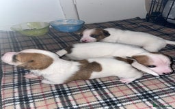 Mixed Breed dogs for sale: Chihuahua x Jack Russell puppies - Image 20