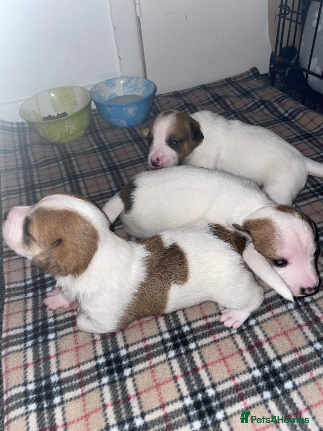Mixed Breed dogs for sale: Chihuahua x Jack Russell puppies - Image 20