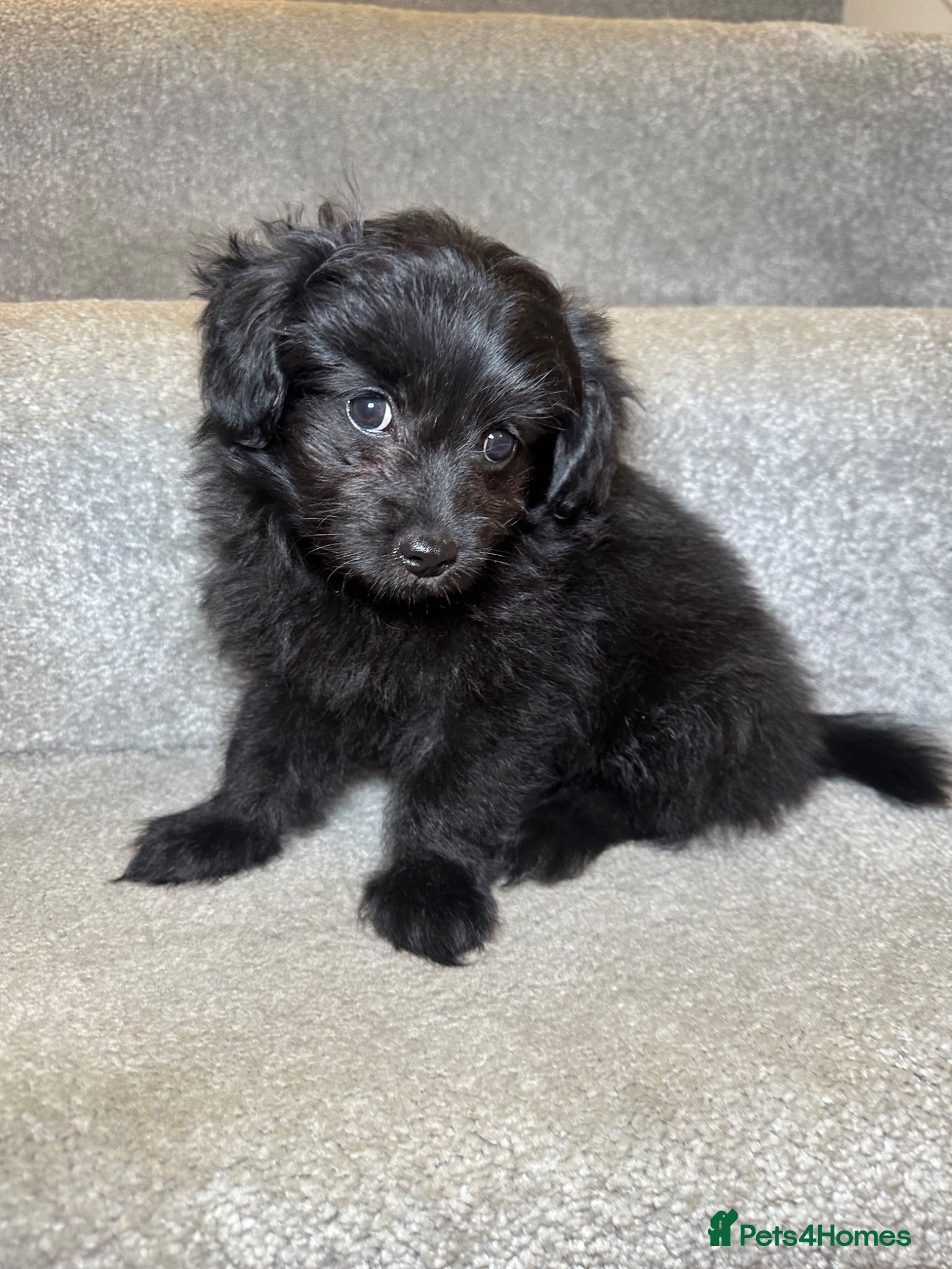 Mixed Breed dogs *READY NOW* Doxiepoo x Pomeranian Puppies - Advert 2