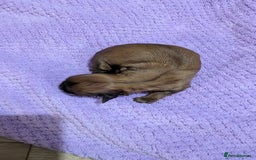 Shih Tzu dogs for sale: KC registered Shih Tzu puppies  - Image 11