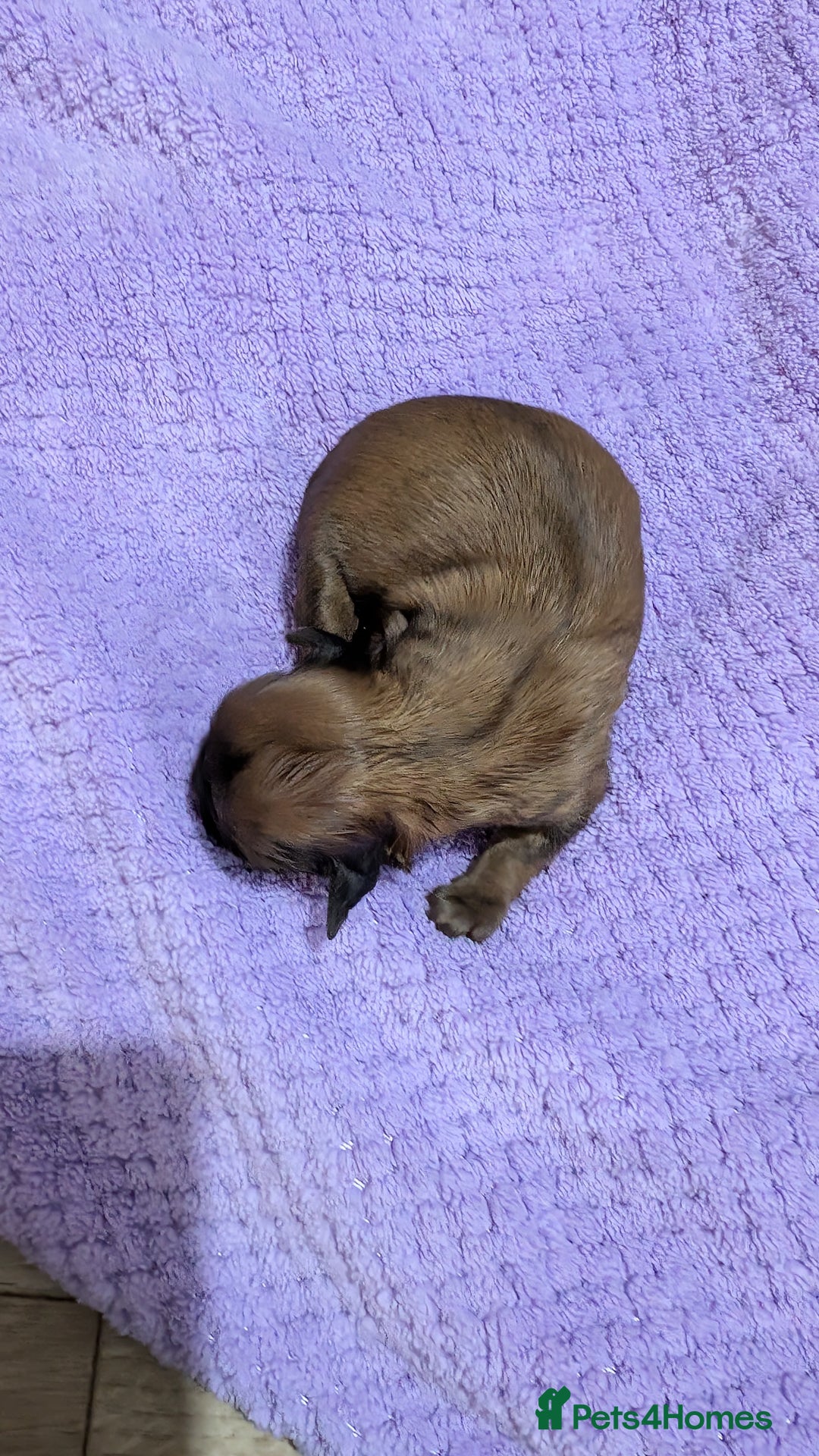 Shih Tzu dogs for sale: KC registered Shih Tzu puppies  - Image 11