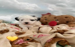 Malshi dogs for sale: Only 4 fantastic Malshi’s left - Image 8