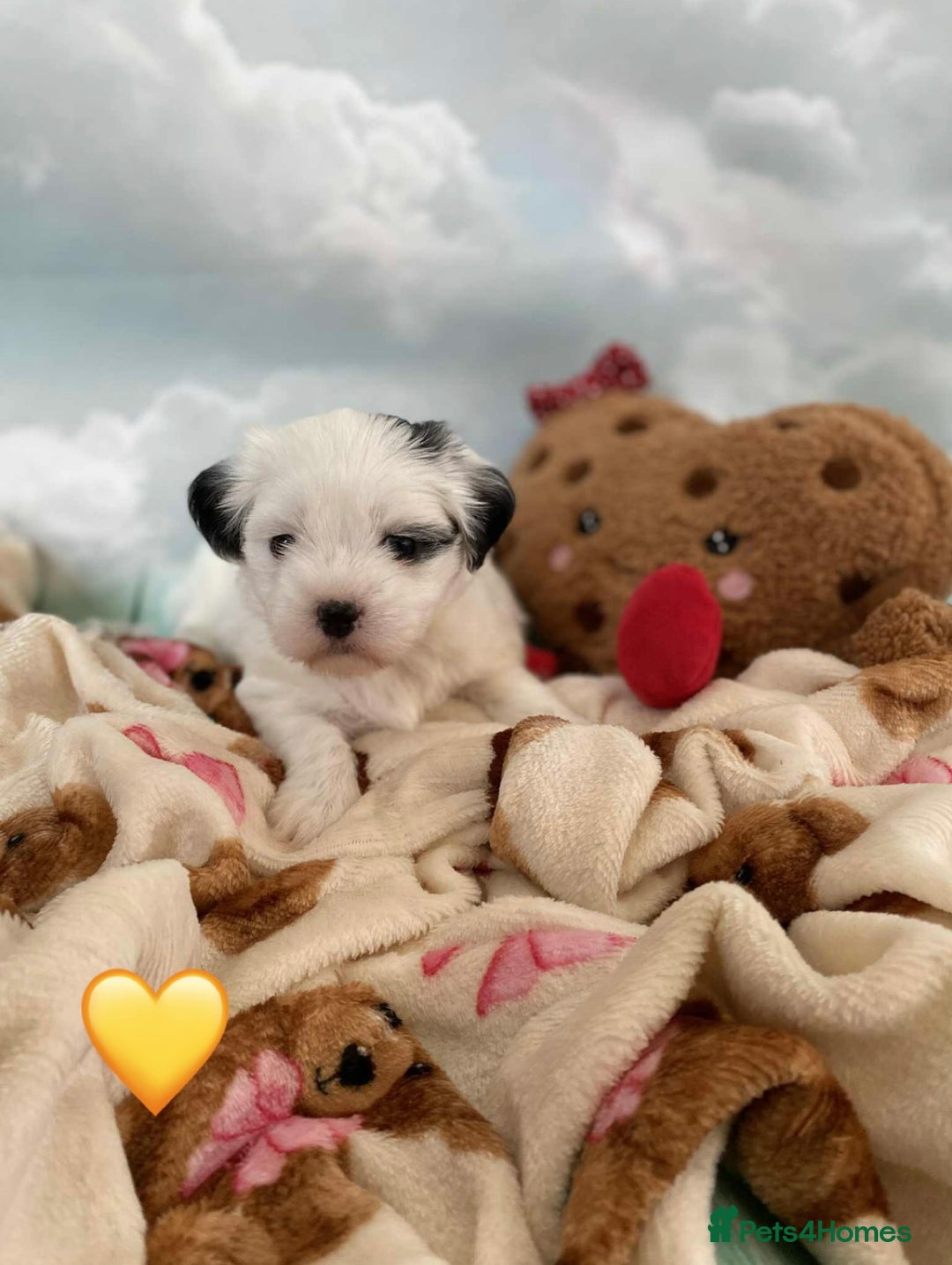 Malshi dogs for sale: Only 4 fantastic Malshi’s left - Image 8