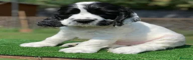 Cocker Spaniel 5