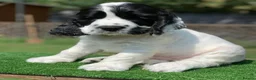 Cocker Spaniel dogs for sale: Blue Roans Cocker Spaniel. - Advert 6