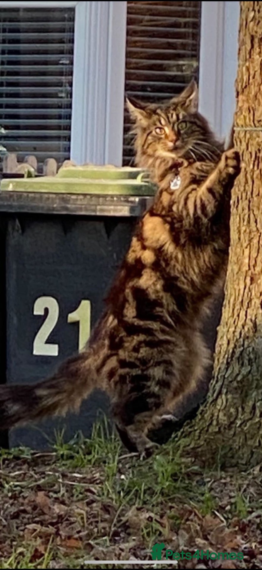 Maine Coon cats Half main coon kittens  - Advert 14