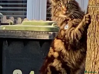 Maine Coon cats Half main coon kittens - Advert 14