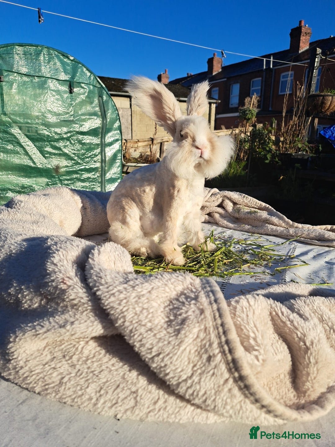 Angora rabbits for sale: Gorgeous Angora Rabbits, Pure Bred Full Faced. - Advert 29