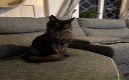 Maine Coon cats for sale: Registered TICA Blue Smoke Maine Coon Kittens - Image 10