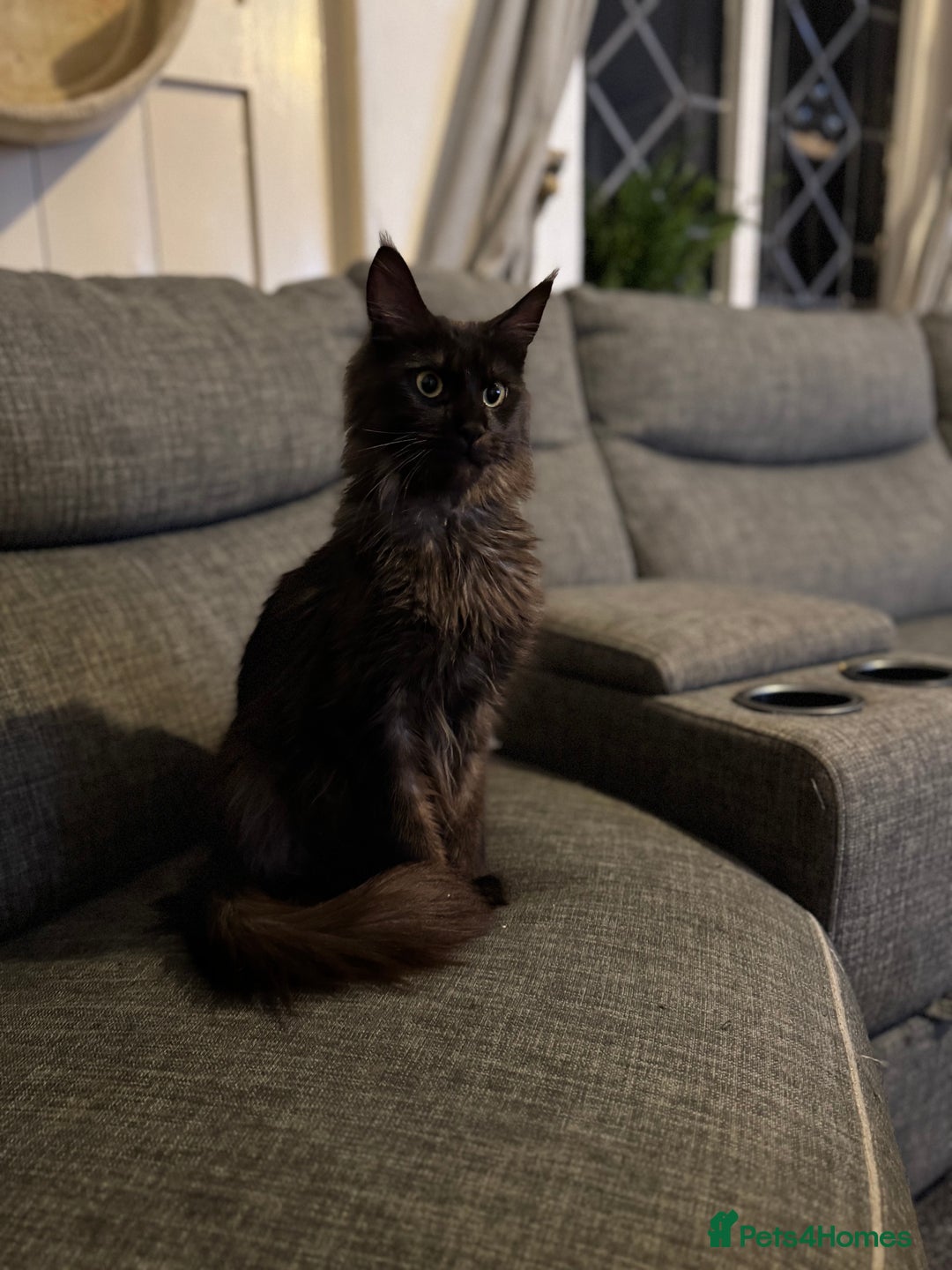 Maine Coon cats for sale: Registered TICA Blue Smoke Maine Coon Kittens - Image 10