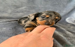 Miniature Dachshund dogs for sale: ✨BEAUTIFUL SILVER DAPPLE BOY✨ in Ripon - Image 2