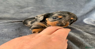 Miniature Dachshund dogs in Ripon - Advert 9