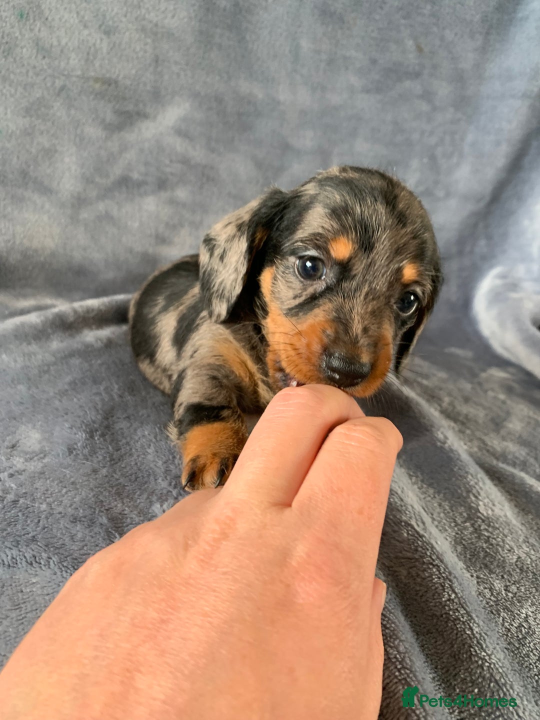 Miniature Dachshund dogs for sale: ✨BEAUTIFUL SILVER DAPPLE BOY✨ in Ripon - Image 2
