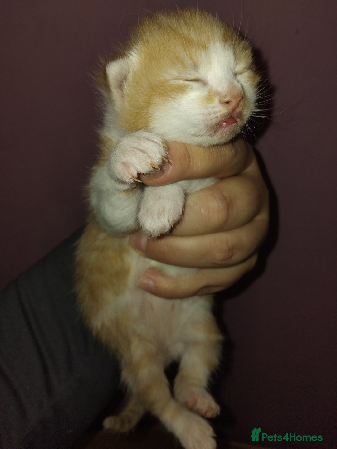 Turkish Angora cats for sale: Fluffy male kitten - Image 12