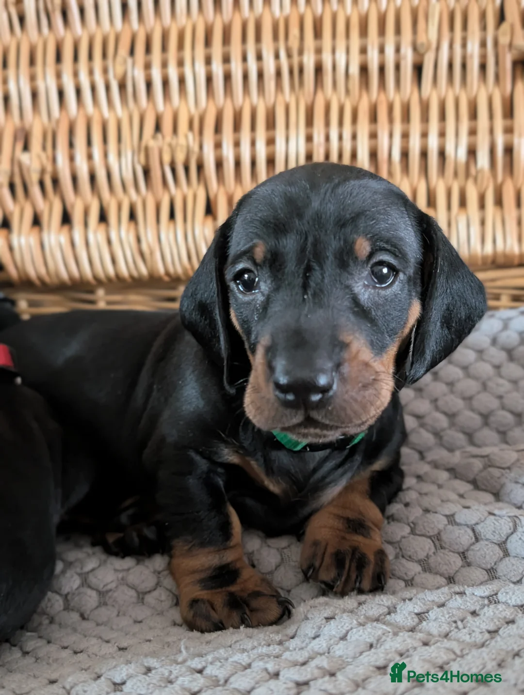 Dachshund dogs for sale: Quality Dachshund Standard Smooth Hair  - Advert 18