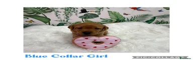 Labrador Retriever Puppy 3