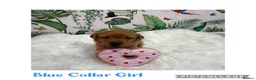 Labrador Retriever dogs for sale: Stunning Labrador Retriever Puppies  - Advert 34