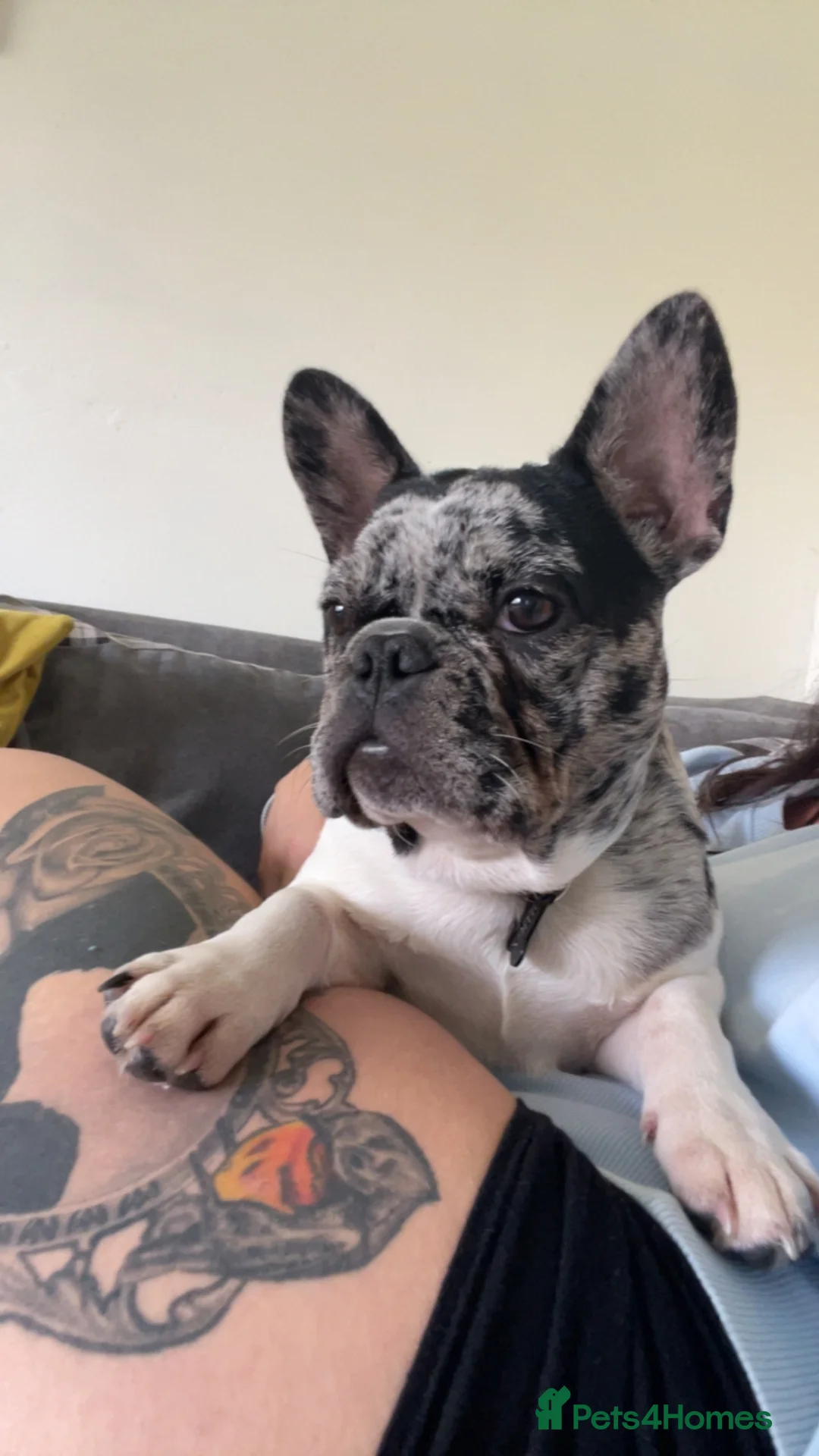 French Bulldog dogs for sale: Frenchie boy for rehoming  - Advert 1