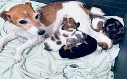 Jack Russell dogs for sale: One boy and one girl Jack Russell left  - Image 26