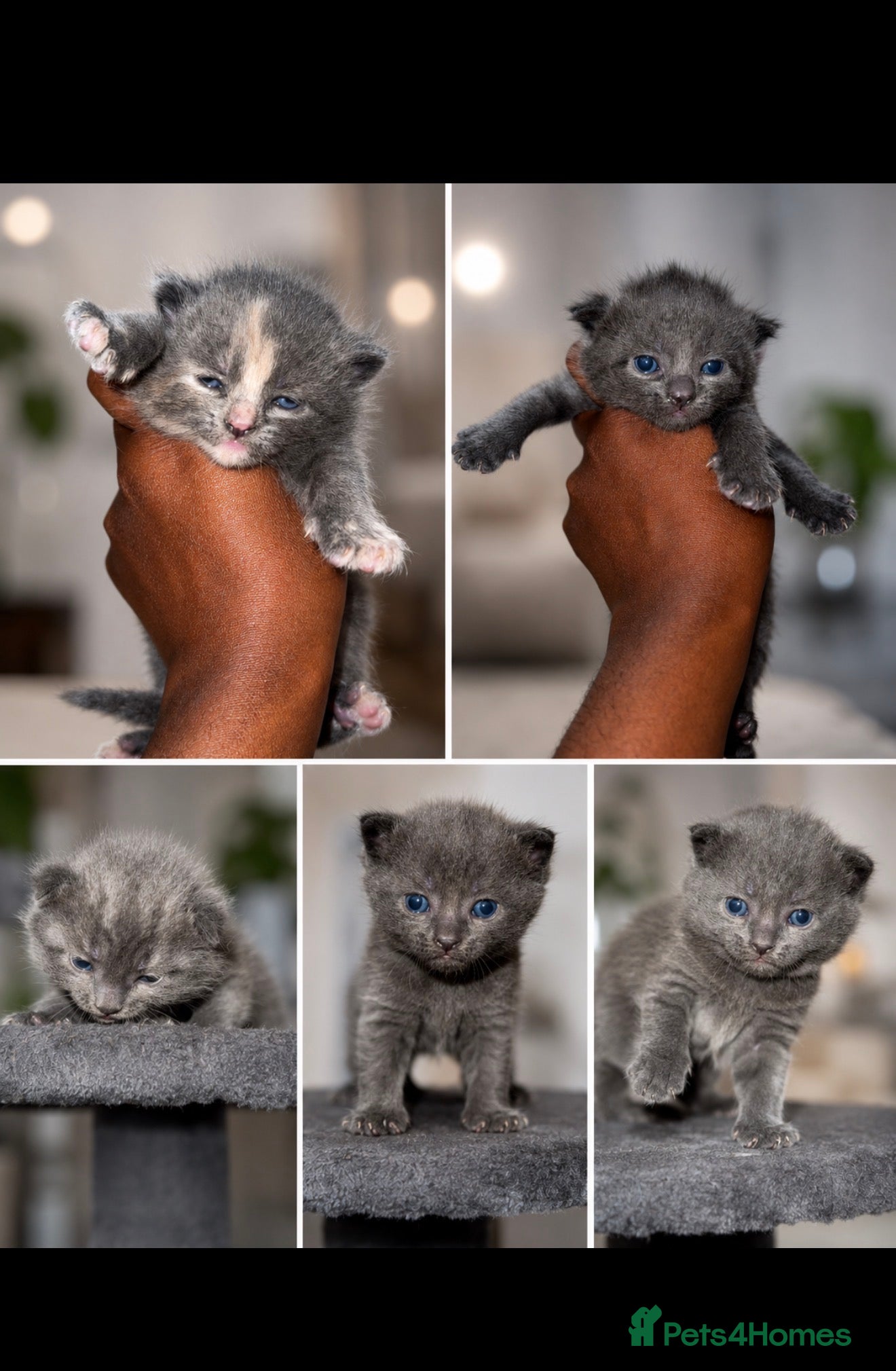 Mixed Breed cats * Beautiful Grey & Blue Tortie Kittens  - Advert 1