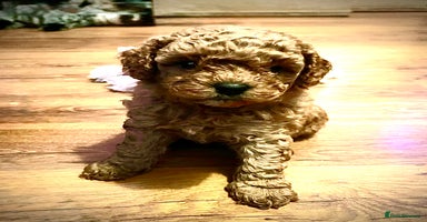 Cavapoo dogs - Advert 14